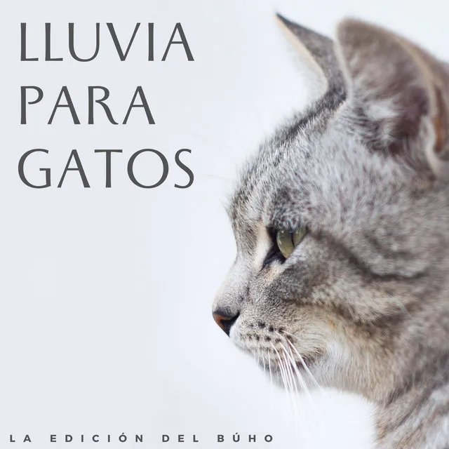 Lluvia Para Gatos: La Edición Del Búho