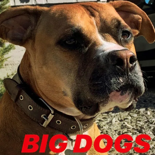 Big Dogs