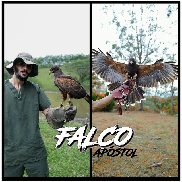 Falco