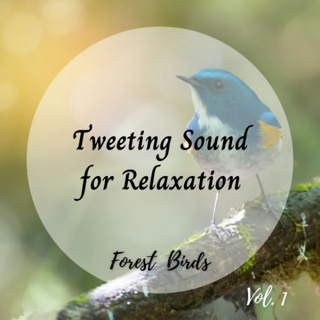 Bird Song Meditation