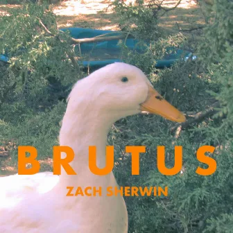 Brutus by Zach Sherwin