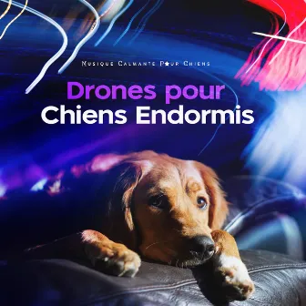 Drones pour Chiens Endormis by Musique Calmante Pour Chiens