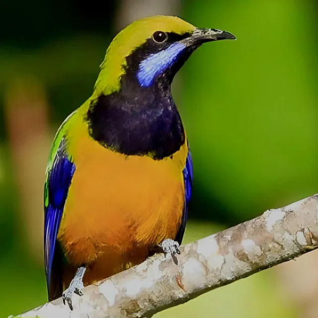 Burung Cucak Cungkok