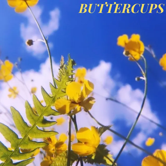 Buttercups