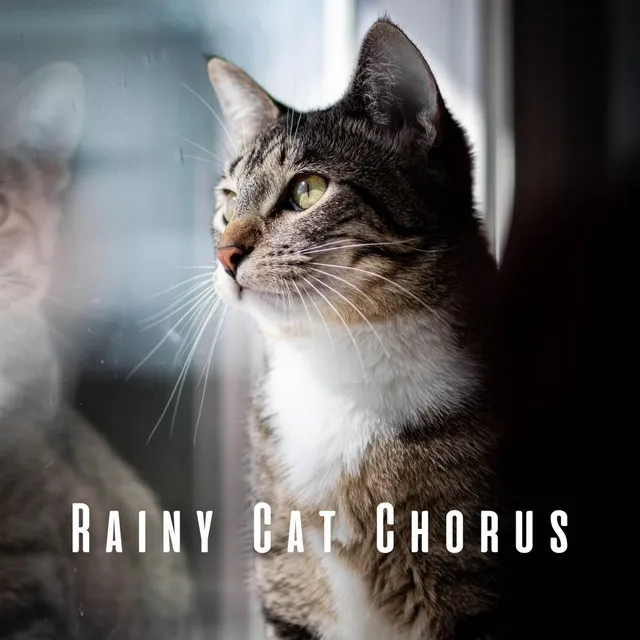 Tranquil Rainy Paws