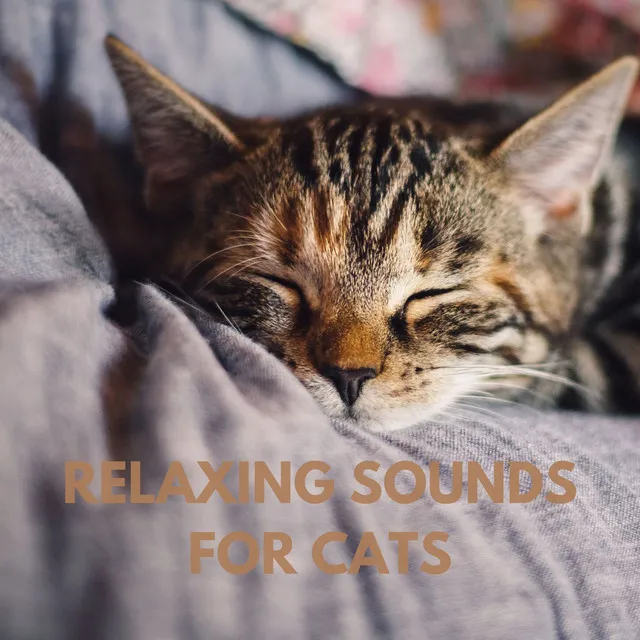 Relaxing Sounds for Cats