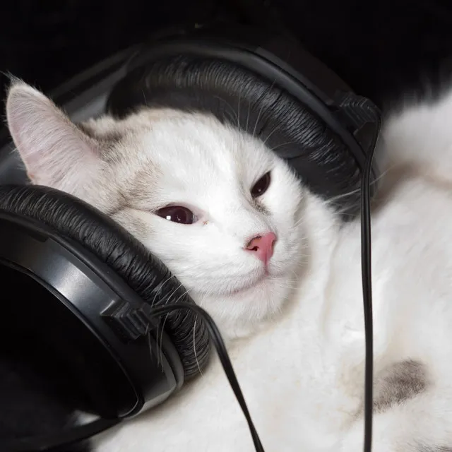 Harmony Ambient Music of Cats