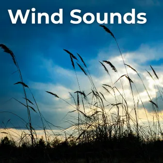 Wind Sounds by Neightbirds