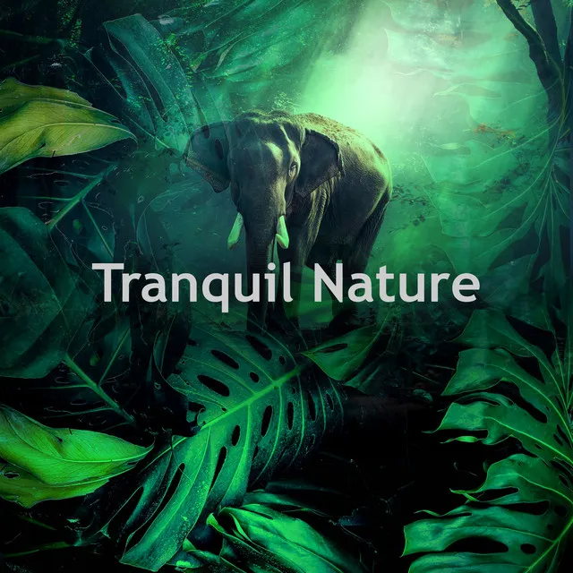 Tranquil Nature