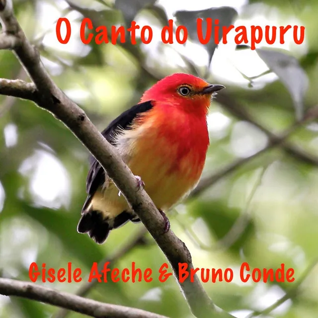 O Canto do Uirapuru