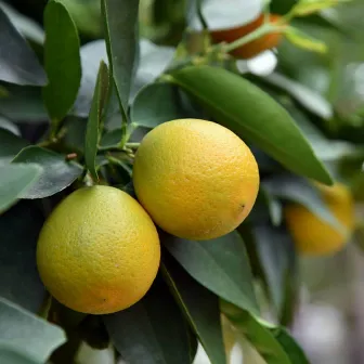 the citrus trees by 