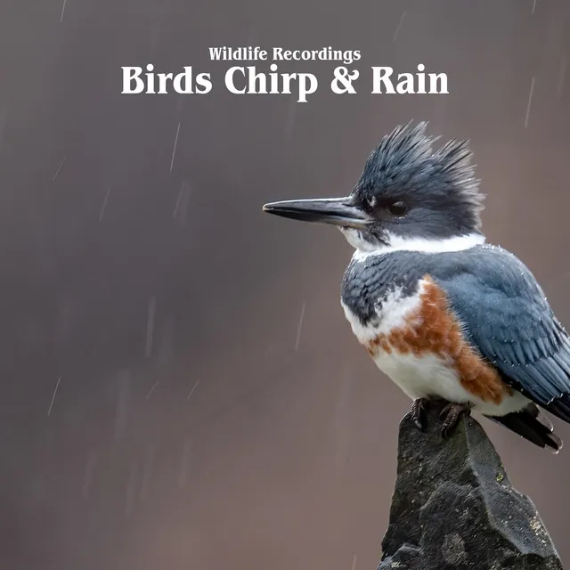 Singing Birds - Light Rain