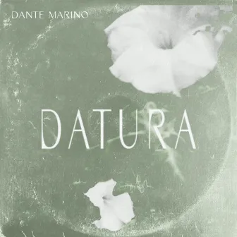 Datura by Dante Marino