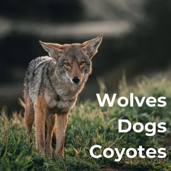 Wolves, Dogs, Coyotes by Nature Sounds Natural Music