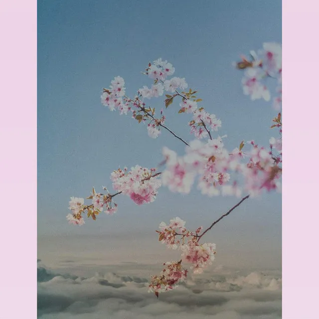 blossom clouds