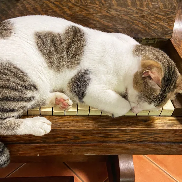 Comforting Cadence for Cozy Cats