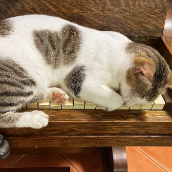 Ethereal Cat Naps: Piano Music to Soothe and Comfort by Cat Music!