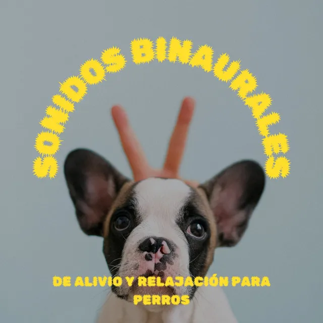 Música para perros con ansiedad