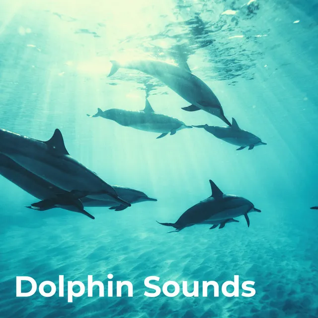 Dolphin Sounds