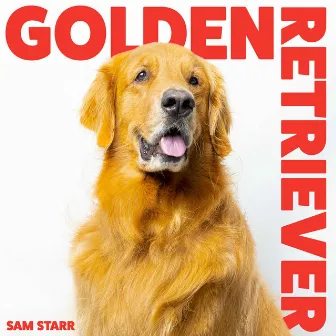 GOLDEN RETRIEVER by Sam Starr