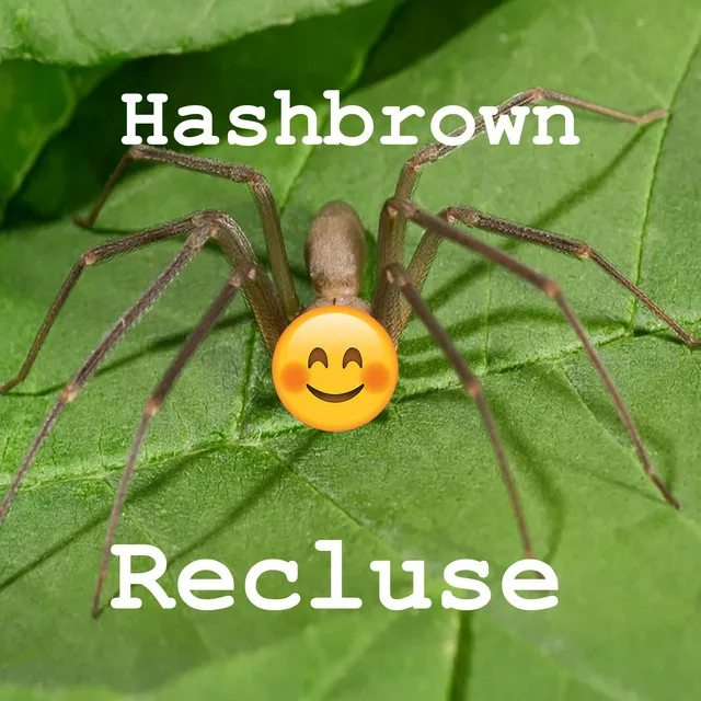 Recluse