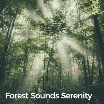 Forest Sounds Serenity (Calming Woodland) [Calm & Seamless] by BLITZ