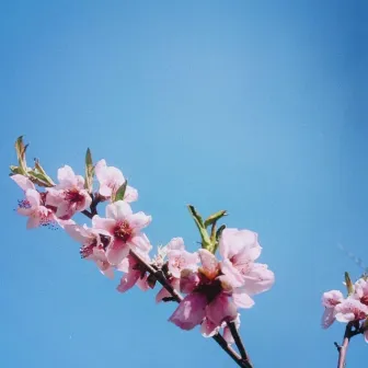 Flowers by Bryn Morgan