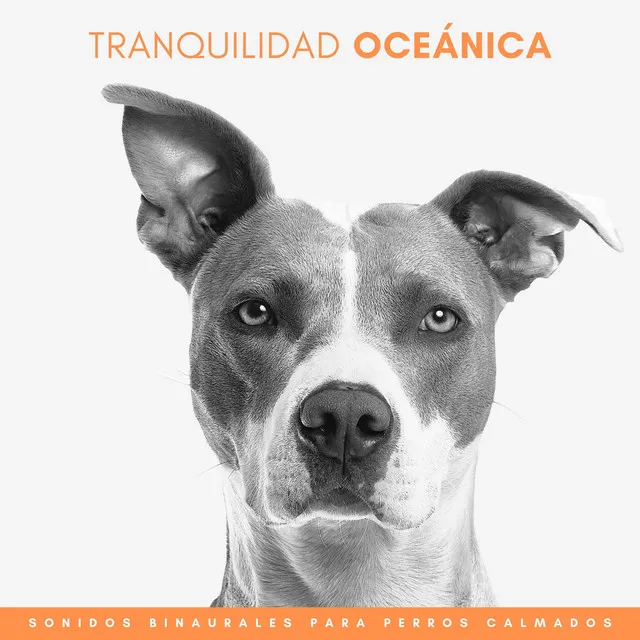 Tranquilidad Oceánica: Sonidos Binaurales Para Perros Calmados