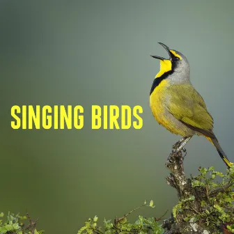 Singing Birds by Bird Song