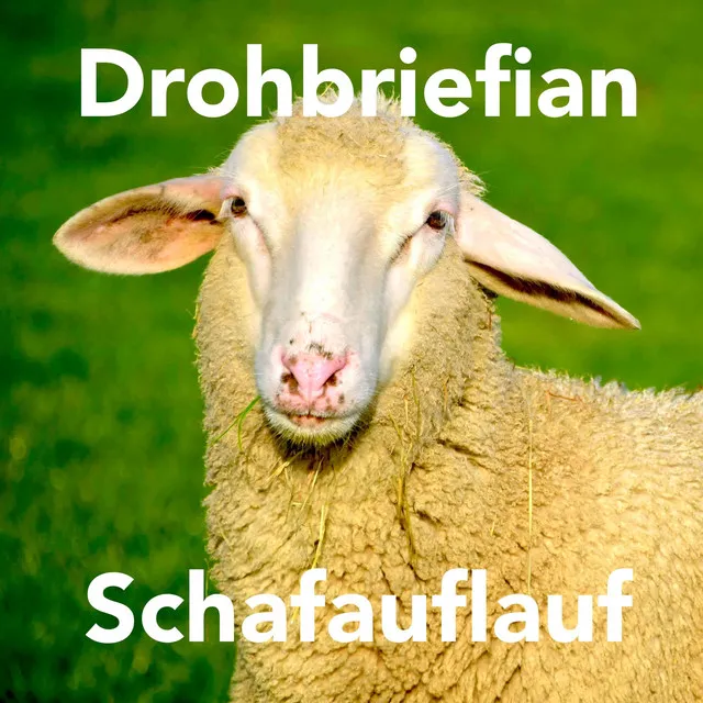 Schafauflauf