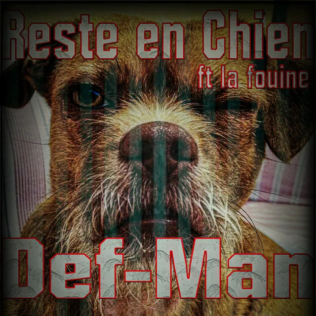 Reste en chien