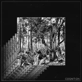 Cognition by OptiK Sound