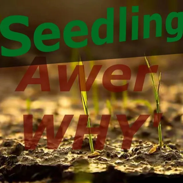 Seedling