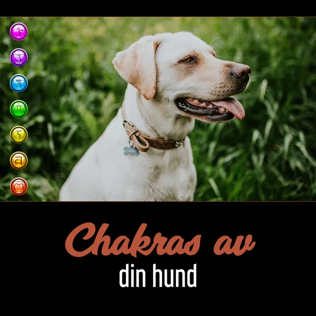 Chakras av din hund - Läka musik för att öppna energin hos ditt husdjur, Hundens balanserade beteende