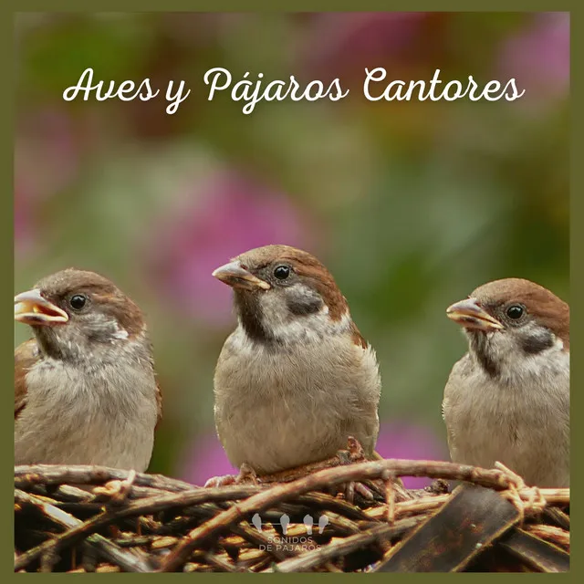 Aves y Pájaros Cantores (P02)