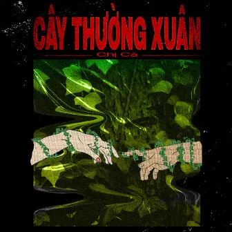 Cây Thường Xuân by Chị Cả