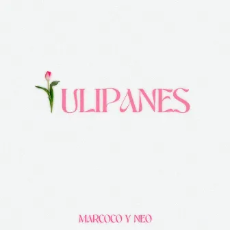 Tulipanes by Marcoco