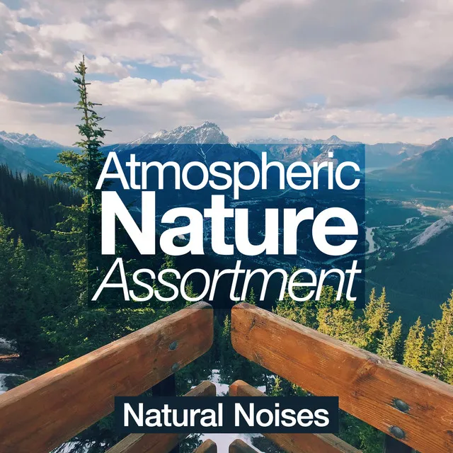 Atmospheric Nature Assortment