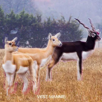 BLACK GAZELLE by V€$T MANNIE