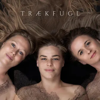 Trækfugl by Trækfugl