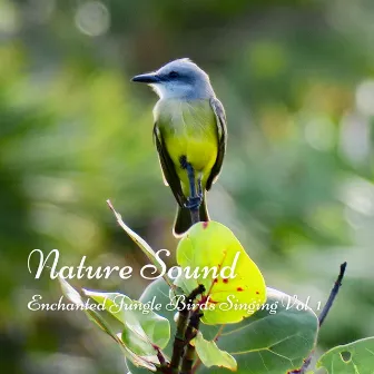 Nature Sound: Enchanted Jungle Birds Singing Vol. 1 by Nature Is Calling