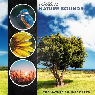 ASMR Nature Sounds by Nature Soundscapes