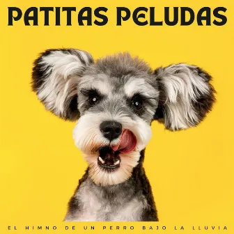 Patitas Peludas: El Himno De Un Perro Bajo La Lluvia by Perros