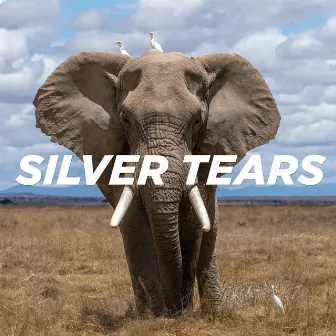 Silver Tears by Pale Blue