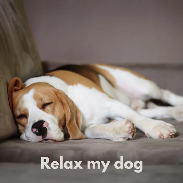 Dog Relax