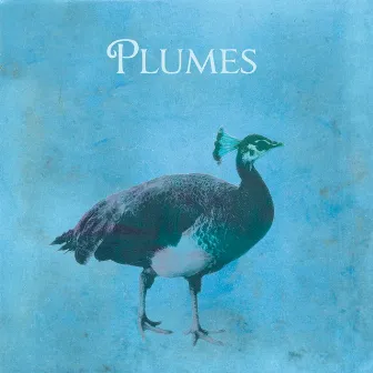 Plumes by Plumes