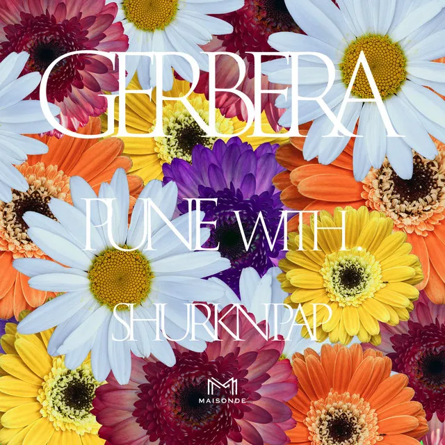 Gerbera