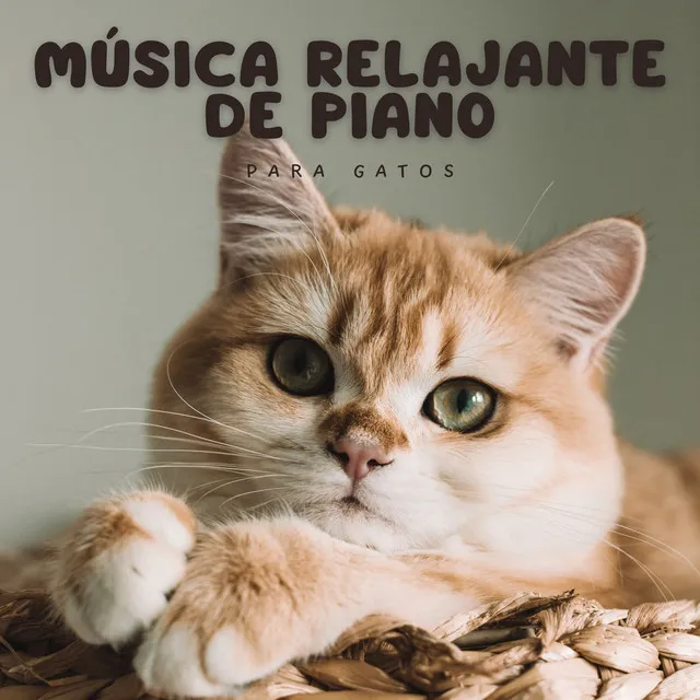 Suplemento De Piano