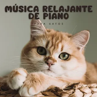 Música Relajante De Piano Para Gatos by Musicoterapia relajante para gatos