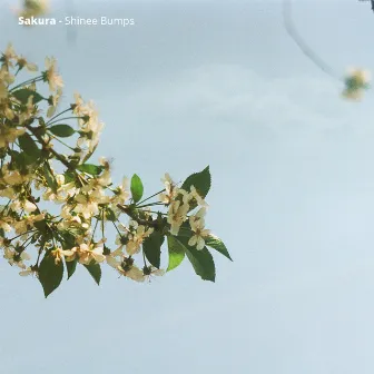 Shinee Bumps by Sakura